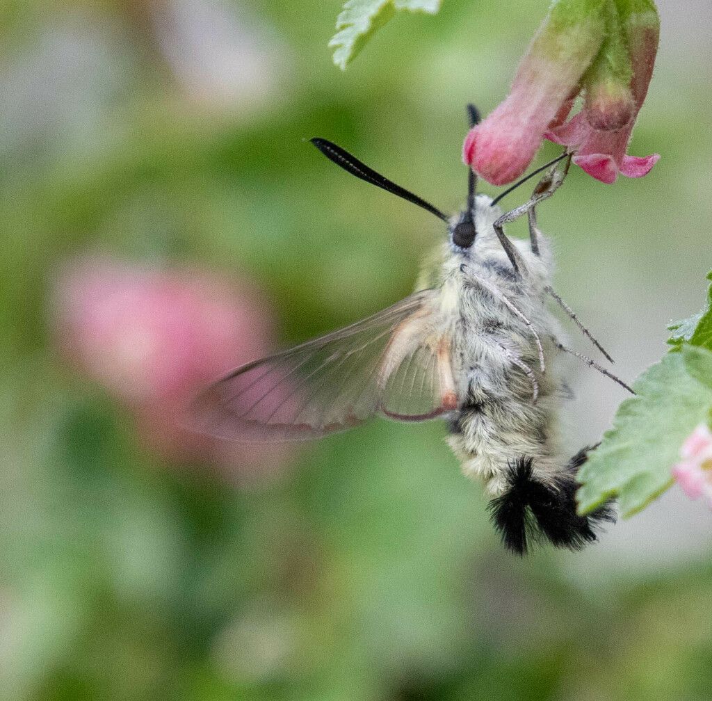 Rocky Mountain Clearwing from White Pine County, NV, USA on May 14 ...