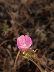 Sidalcea hartwegii