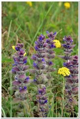 Ajuga orientalis