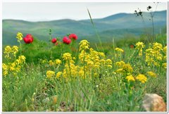 Erysimum cuspidatum