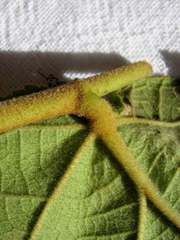 Helicteres laciniosa