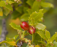 Plagiotrochus quercusilicis