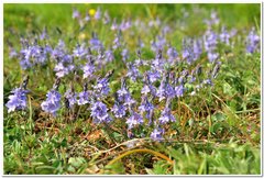 Veronica capsellicarpa