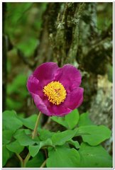 Paeonia daurica