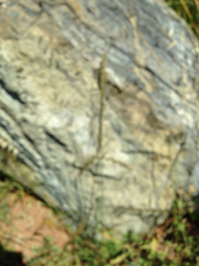 Lolium multiflorum