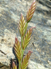 Lolium multiflorum