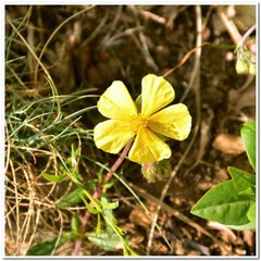 Helianthemum oelandicum orientale