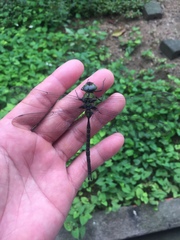 Gynacantha basiguttata