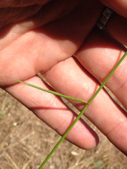 Elymus glaucus