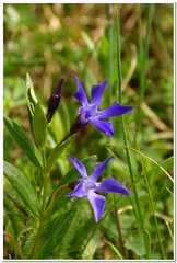 Vinca herbacea
