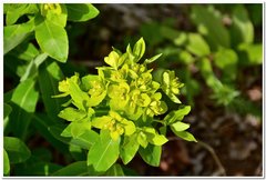 Euphorbia tauricola