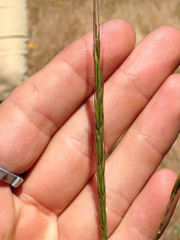 Elymus glaucus