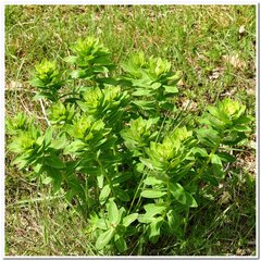 Euphorbia tauricola
