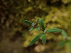 Lapsanastrum humile