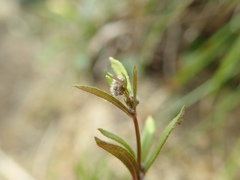Lapsanastrum humile