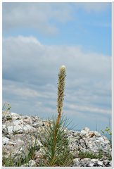 Asphodeline taurica