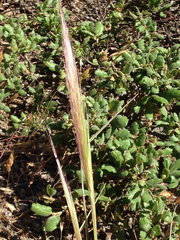 Elymus multisetus