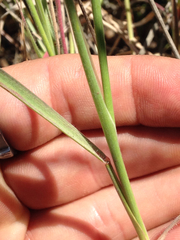 Elymus multisetus