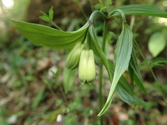Disporum sessile