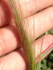 Elymus multisetus