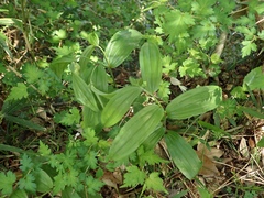 Disporum sessile