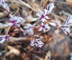 Polygonum bidwelliae