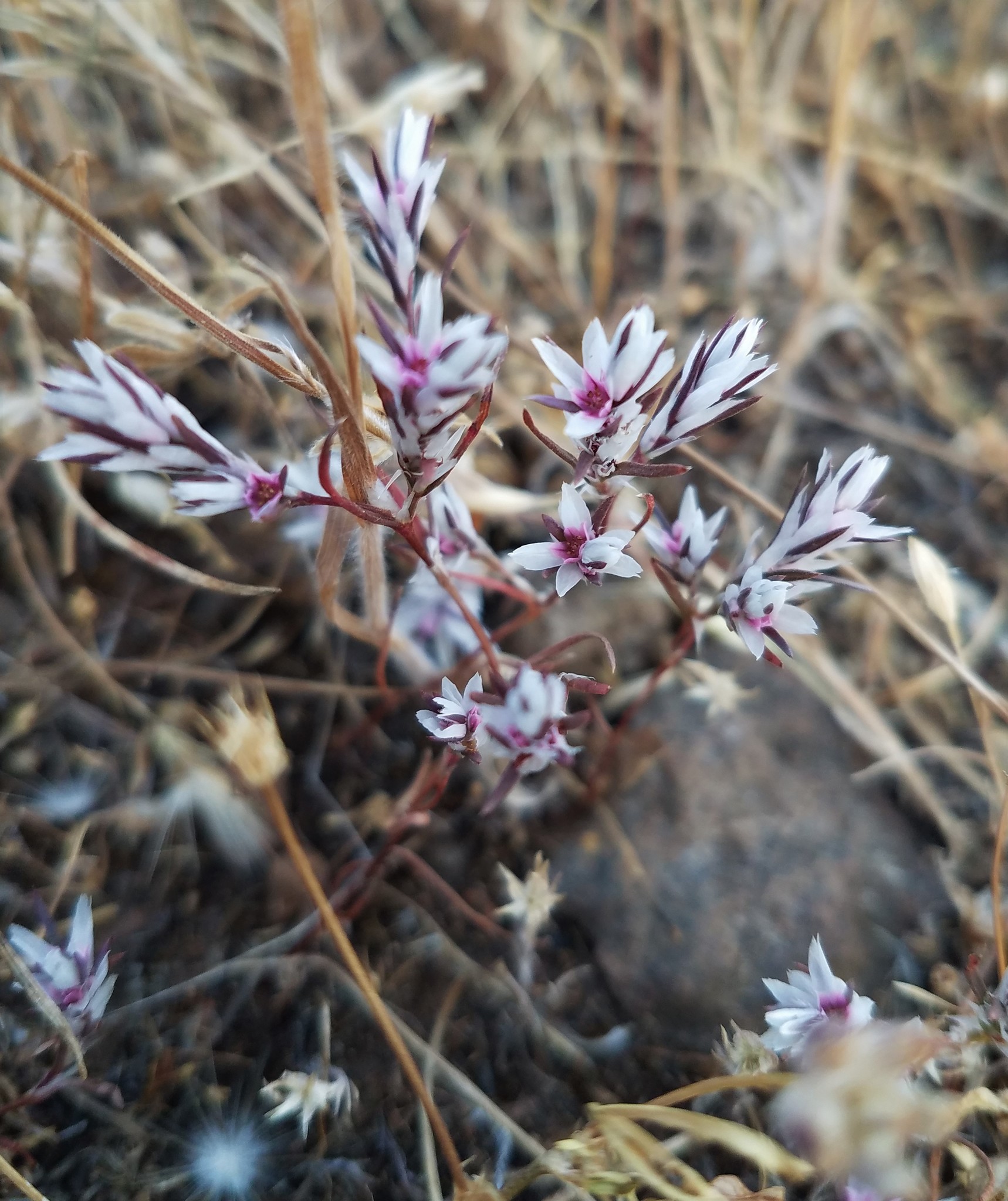 Polygonum bidwelliae