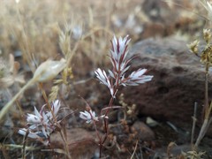 Polygonum bidwelliae