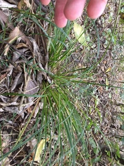 Carex solandri