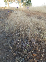 Polygonum bidwelliae