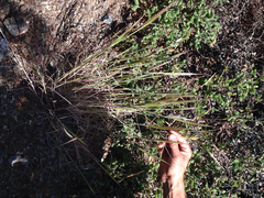 Elymus multisetus