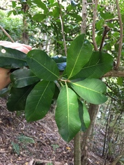 Planchonella costata