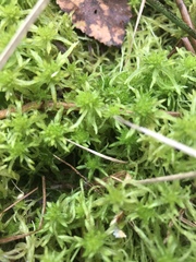Sphagnum cuspidatum