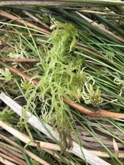 Sphagnum cuspidatum