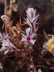 Polygonum bidwelliae