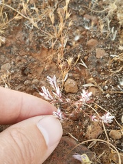Polygonum bidwelliae