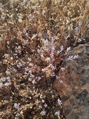 Polygonum bidwelliae