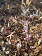 Polygonum bidwelliae