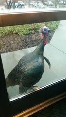 Meleagris gallopavo