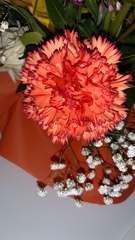 Dianthus caryophyllus