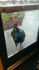 Meleagris gallopavo
