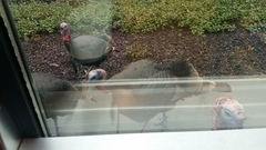 Meleagris gallopavo