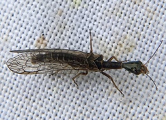 Xanthostigma xanthostigma