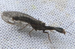 Xanthostigma xanthostigma