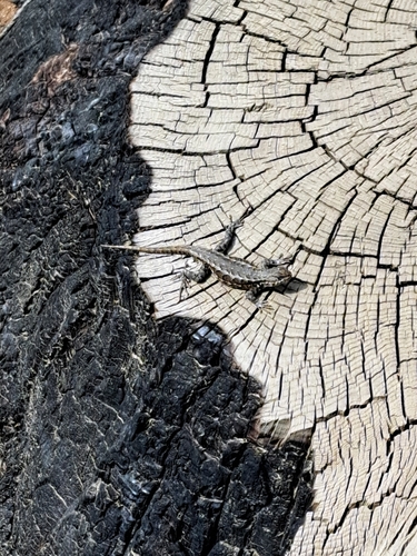 iNaturalist observation photo of Common Sagebrush Lizard