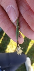 Carex panicea