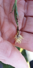 Carex panicea