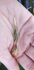Carex panicea