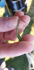 Carex panicea