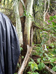 Ravenea robustior, photograph (c) Louis Aureglia, some rights reserved (CC BY)